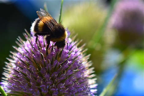 Bumblebee on tesel